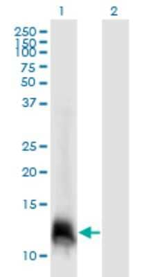 Western Blot: ELOF1 Antibody (4F6) [H00084337-M06]