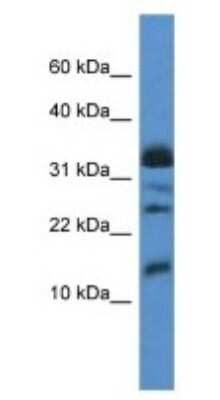 Western Blot: ELOF1 Antibody [NBP1-79822]