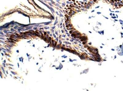 Immunohistochemistry-Paraffin: ELOVL1 Antibody [NBP3-12302]