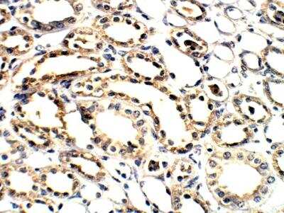 Immunohistochemistry-Paraffin: ELOVL1 Antibody [NBP3-12302]