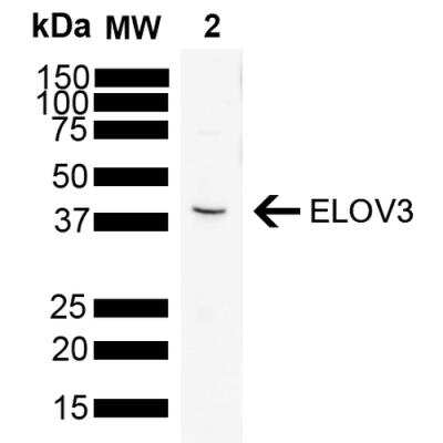 Western Blot: ELOVL3 Antibody (V61P2B3-D10) [NBP2-76673]