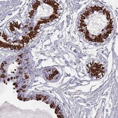 Immunohistochemistry-Paraffin: ELOVL5 Antibody [NBP2-33500]