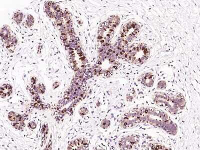 Immunohistochemistry-Paraffin: ELOVL5 Antibody [NBP2-97520]