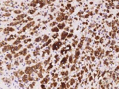 Immunohistochemistry-Paraffin: ELOVL5 Antibody [NBP2-97520]