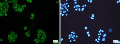 Immunocytochemistry/ Immunofluorescence: ELOVL5 Antibody (S07-7B3) [NBP3-19482]