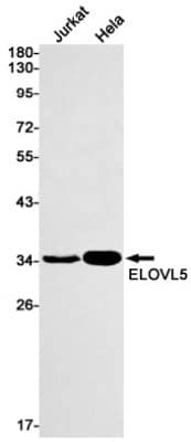 Western Blot: ELOVL5 Antibody (S07-7B3) [NBP3-19482]