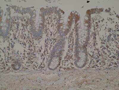 Immunohistochemistry: ELOVL5 Antibody (Z88) - BSA Free [NBP2-54809]