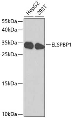 Western Blot: ELSPBP1 AntibodyBSA Free [NBP3-04547]