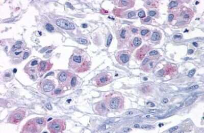 Immunohistochemistry-Paraffin: ELTD1/ETL Antibody - BSA Free [NBP2-29387]