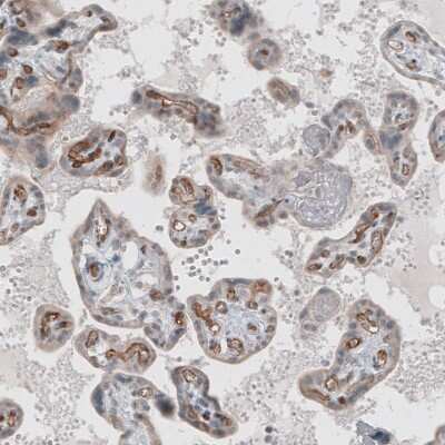 Immunohistochemistry-Paraffin: ELTD1/ETL Antibody (CL4164) [NBP2-59041]