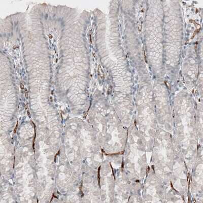 Immunohistochemistry-Paraffin: ELTD1/ETL Antibody (CL4164) [NBP2-59041]