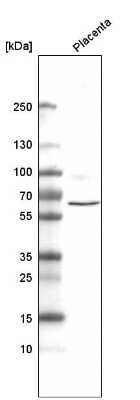 Western Blot: ELTD1/ETL Antibody (CL4164) [NBP2-59041]