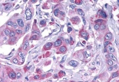 Immunohistochemistry-Paraffin: ELTD1/ETL Antibody [NBP3-14306]