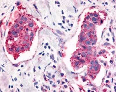 Immunohistochemistry-Paraffin: ELTD1/ETL Antibody - BSA Free [NLS2113]