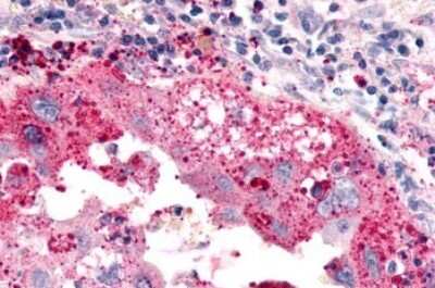 Immunohistochemistry-Paraffin: ELTD1/ETL Antibody - BSA Free [NLS2113]