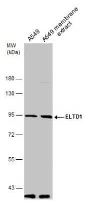 Western Blot: ELTD1/ETL Antibody [NBP3-12913]