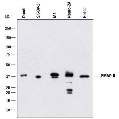 Western Blot: EMAP-II/AIMP1 Antibody (959507) [MAB19101]