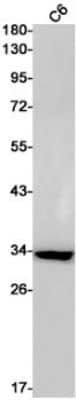 Western Blot: EMAP-II/AIMP1 Antibody (S01-5A9) [NBP3-19624]