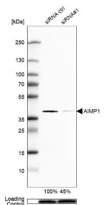 Western Blot: EMAP-II/AIMP1 Antibody [NBP1-84851]