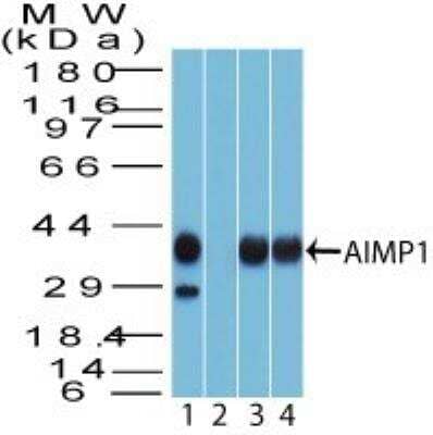 Western Blot: EMAP-II/AIMP1 Antibody [NBP2-27080]