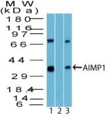 Western Blot: EMAP-II/AIMP1 Antibody [NBP2-27206]