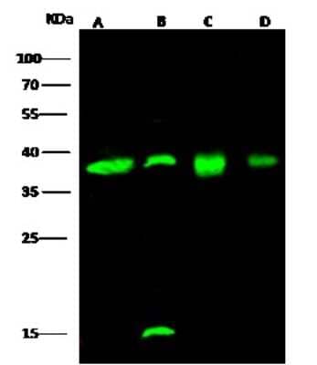 Western Blot: EMAP-II/AIMP1 Antibody [NBP2-98343]