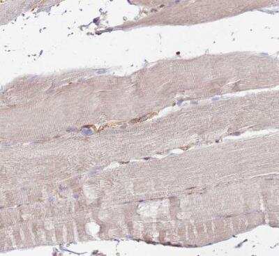 Immunohistochemistry-Paraffin: EMC1 Antibody [NBP2-14151]
