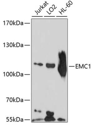 Western Blot: EMC1 AntibodyBSA Free [NBP3-05171]