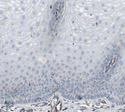 Immunohistochemistry-Paraffin: EMC7 Antibody [NBP1-88547]