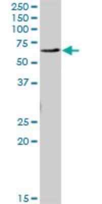 Western Blot: EME1 Antibody [H00146956-B01P]