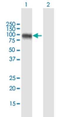 Western Blot: EME1 Antibody [H00146956-B01P]