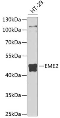 Western Blot: EME2 AntibodyBSA Free [NBP3-04534]