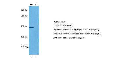 Western Blot: EME2 Antibody [NBP2-83003]