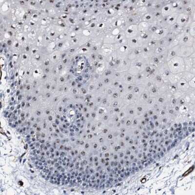 Immunohistochemistry-Paraffin: EMG1 Antibody [NBP2-54688]