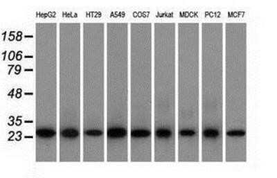 Western Blot: EMG1 Antibody (OTI1B8)Azide and BSA Free [NBP2-71601]