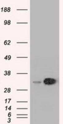 Western Blot: EMG1 Antibody (OTI1B8)Azide and BSA Free [NBP2-71601]