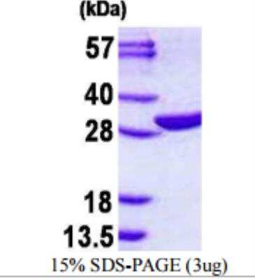 SDS-PAGE: Recombinant Human EMG1 His Protein [NBP1-98914]