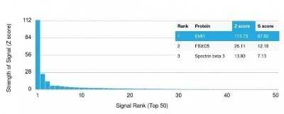 Protein Array: EMI1 Antibody (EMI1/1176) - Azide and BSA Free [NBP2-47786]