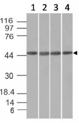 Western Blot: EMI1 Antibody (EMI1/1176)Azide and BSA Free [NBP2-47786]