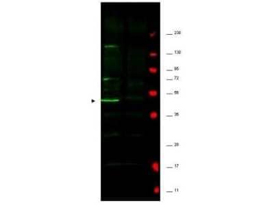 Western Blot: EMI1 Antibody [NBP1-77748]