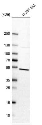 Western Blot: EMI1 Antibody [NBP1-84850]