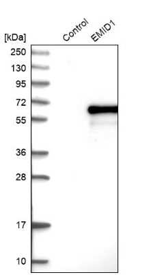 Western Blot: EMID1 Antibody [NBP1-84849]