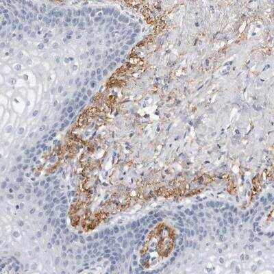 Immunohistochemistry-Paraffin: EMID2 Antibody [NBP2-59788]