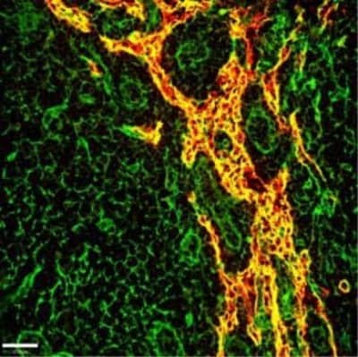 Immunocytochemistry/ Immunofluorescence: EMILIN1 Antibody (C11A8) - Azide and BSA Free [NBP2-36338]
