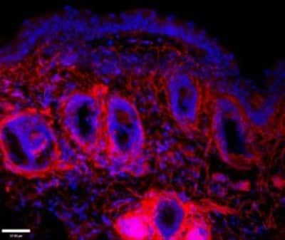 Immunocytochemistry/ Immunofluorescence: EMILIN1 Antibody (C11A8) - Azide and BSA Free [NBP2-36338]