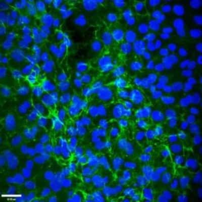Immunocytochemistry/ Immunofluorescence: EMILIN1 Antibody (C11A8) - Azide and BSA Free [NBP2-36338]