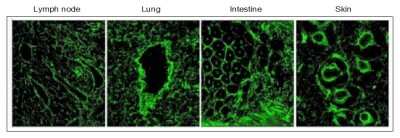 Immunohistochemistry-Frozen: EMILIN1 Antibody (C11A8) - Azide and BSA Free [NBP2-36338]
