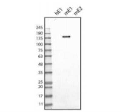 Western Blot: EMILIN1 Antibody (C11A8)Azide and BSA Free [NBP2-36338]