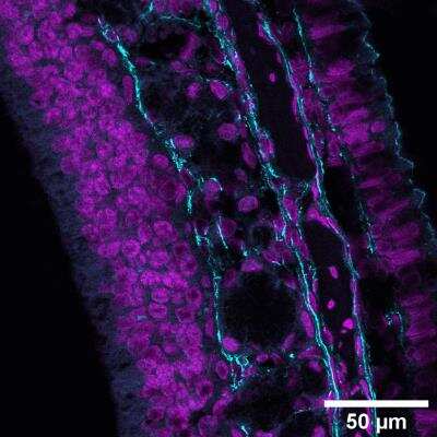 Immunohistochemistry-Paraffin: EMILIN1 Antibody [NBP1-84127]