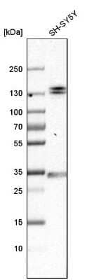 Western Blot: EMILIN1 Antibody [NBP1-84127]